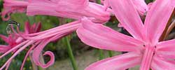 Cuidados de la planta bulbosa Nerine bowdenii, Nerina o Azucena de Guernsey.