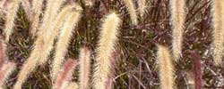 Care of the rhizomatous plant Pennisetum or Fountain grasses.