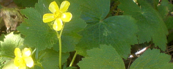 Cuidados de la planta Ranunculus cortusifolius o Morgallana.