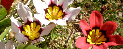 Cuidados de la planta Sparaxis tricolor, Arlequina o Esparaxis.