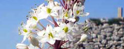 Cuidados de la planta bulbosa Urginea maritima, Ceborrancha o Cebolla albarrana.