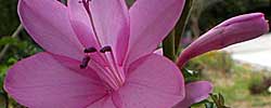 Cuidados de la planta bulbosa Watsonia borbonica o Watsonia púrpura.