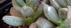 Care of the succulent plant Adromischus schuldtianus or Cotyledon schuldtiana.