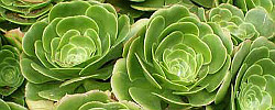 Care of the succulent plant Aeonium canariense or Canary aeonium.