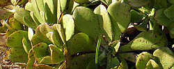 Care of the succulent plant Aeonium glutinosum or Sempervivum glutinosum.