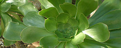 Care of the succulent plant Aeonium undulatum or Stalked Aeonium.