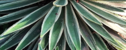 Care of the plant Agave angustifolia Marginata or Variegated Caribbean Agave.