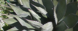 Care of the succulent plant Agave shawii or Coastal agave.