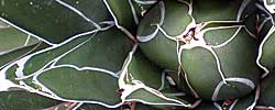 Care of the succulent plant Agave victoriae-reginae or Queen Victoria agave.