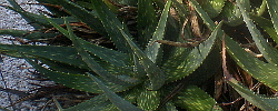 Care of the succulent plant Aloe aculeata or Red hot poker aloe.