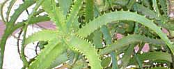 Care of the plant Aloe arborescens or Candelabra aloe.