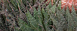 Cuidados de la planta Aloe aristata o Planta antorcha.