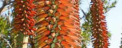 Cuidados de la planta crasa Aloe ferox, Áloe feroz o Áloe del Cabo.