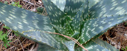 Care of the plant Aloe maculata or Soap aloe.