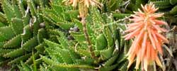Care of the succulent plant Aloe mitriformis or Mitre aloe.