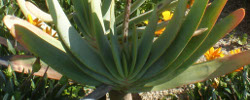 Care of the plant Aloe plicatilis or Fan-aloe.