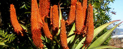 Care of the plant Aloe thraskii or Dune Aloe.