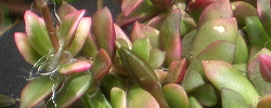Cuidados de la planta Anacampseros telephiastrum o Ruelingia varians.