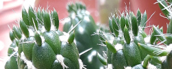 Care of the cacti Austrocylindropuntia shaferi or Opuntia shaferi.