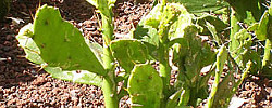 Care of the plant Brasiliopuntia brasiliensis or Brazilian Prickley Pear.