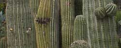 Care of the plant Carnegiea gigantea or Saguaro.
