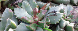 Cuidados de la planta suculenta Carruanthus ringens o Mesembryanthemum ringens.