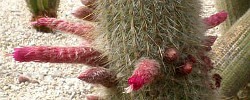 Care of the plant Cleistocactus strausii or Wooly torch cactus.