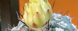 Care of the plant Copiapoa calderana or Copiapoa lembckei.