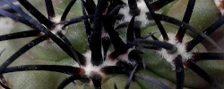 Cuidados del cactus Copiapoa echinoides o Duro.