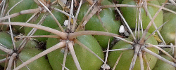 Care of the plant Coryphantha andreae or Mammillaria pycnacantha.