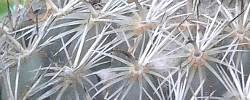 Cuidados del cactus Coryphantha compacta o Biznaga partida compacta.