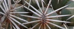Care of the plant Coryphantha cornifera or Rhinoceros Cactus.