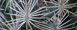Cuidados del cactus Coryphantha maiz-tablasensis o Biznaga partida de Las Tablas.