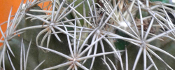 Cuidados del cactus Coryphantha sulcata o Biznaga partida elegante.
