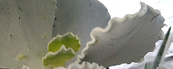 Care of the plant Cotyledon undulata or Silver Ruffles plant.
