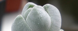 Cuidados de la planta Crassula arta o Crassula deceptor.
