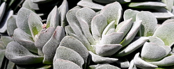 Care of the plant Crassula Coralita or Coralita.
