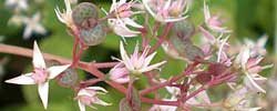 Care of the succulent plant Crassula multicava or Fairy crassula.