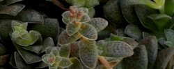 Care of the plant Crassula picturata or Crassula exilis.