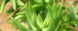 Care of the plant Crassula tetragona or Miniature Pine Tree.