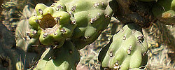 Care of the plant Cylindropuntia imbricata or Tree cholla.
