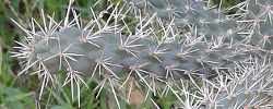 Cuidados del cactus Cylindropuntia spinosior o Choya espinosa.