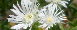 Cuidados de la planta suculenta Delosperma herbeum o Mesembryanthemum herbeum.