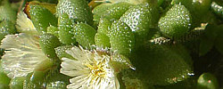 Care of the succulent plant Delosperma pruinosum or Pickle plant.