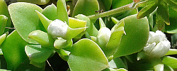 Cuidados de la planta Delosperma tradescantioides o Aptenia blanca.