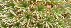 Care of the plant Deuterocohnia brevifolia or Tillandsia chlorantha.