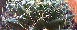Care of the cactus Dolichothele camptotricha or Mammillaria decipiens.