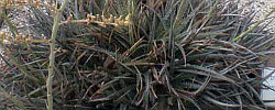 Care of the plant Dyckia fosteriana or Hardy Pineapple.