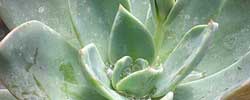 Care of the plant Echeveria glauca or Blue Echeveria.