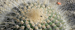 Care of the cactus Echinopsis atacamensis or Cardon Grande.